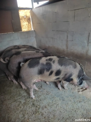 porci pietran - imagine 3