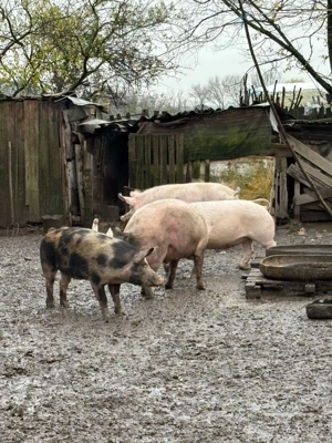 Vând Porci Pietrari  - imagine 2