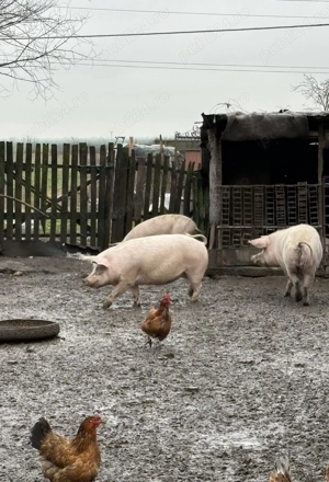 Vând Porci Pietrari  - imagine 3