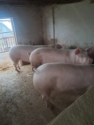 Vând porci grașii de carne 