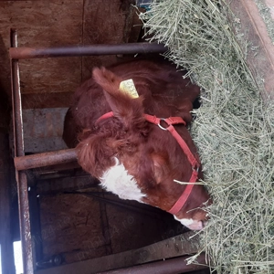 Vand vitea de un an din vaca bună de lapte - imagine 2