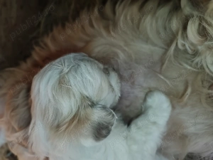 Bishoni talie mare și  - imagine 3