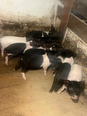 Vand porci și purcei - imagine 2