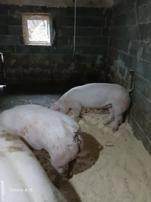 porc de carne 90-110 1 la alegere - imagine 2