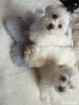 Puiuți bichon maltez , cadoul perfect pentru Craciun      - imagine 2