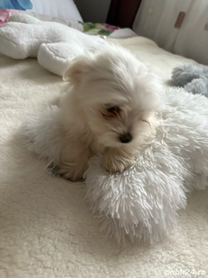 Puiuți bichon maltez , cadoul perfect pentru Craciun      - imagine 3