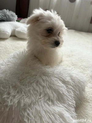 Puiuți bichon maltez , cadoul perfect pentru Craciun      - imagine 4