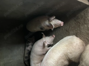 porci de vizare crescuti natural 150  250 kg 