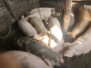 Purcele de vânzare pentru sacrificare sau reproducere .Rasa Landrace 