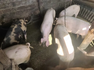 Purcele de vânzare pentru sacrificare sau reproducere .Rasa Landrace  - imagine 2