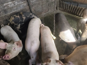 Purcele de vânzare pentru sacrificare sau reproducere .Rasa Landrace  - imagine 3