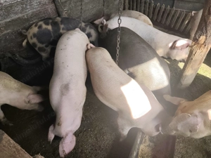 Purcele de vânzare pentru sacrificare sau reproducere .Rasa Landrace  - imagine 4