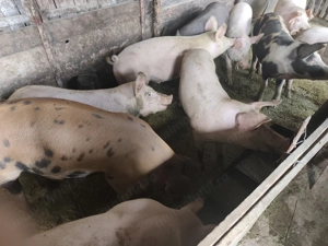Purcele de vânzare pentru sacrificare sau reproducere .Rasa Landrace  - imagine 5