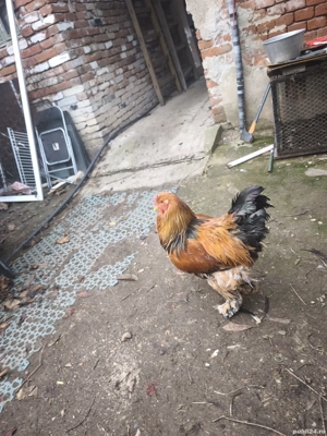 Cocos Brahma Columbia  - imagine 2