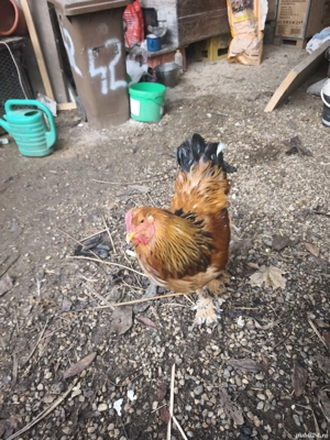 Cocos Brahma Columbia  - imagine 3