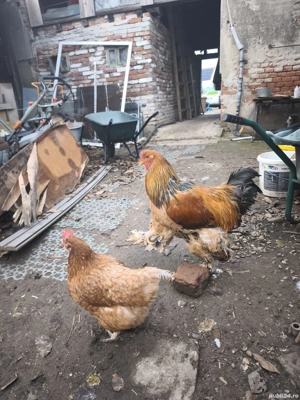 Cocos Brahma Columbia  - imagine 4