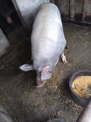 Porc porci de vanzare