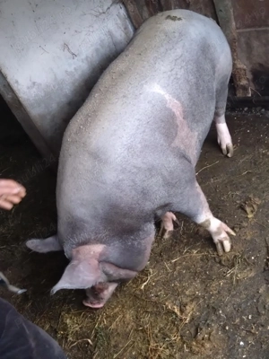 Porc porci de vanzare - imagine 5