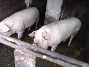 Porc porci de vanzare - imagine 2
