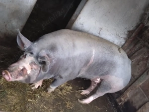 Porc porci de vanzare - imagine 3