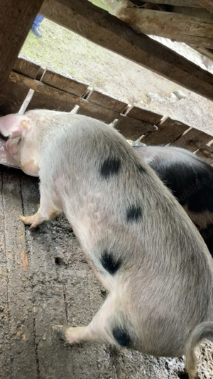 Porc crescut gospodărie proprie  - imagine 3