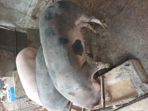 porci de rasa  - imagine 2