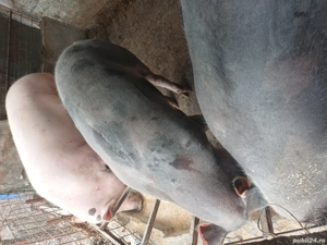 porci de rasa  - imagine 3