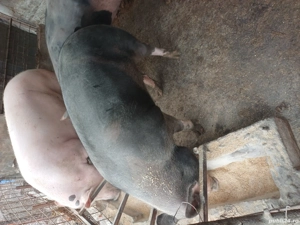 porci de rasa  - imagine 4