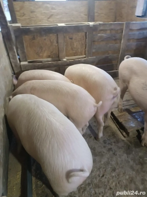 porci de vanzare