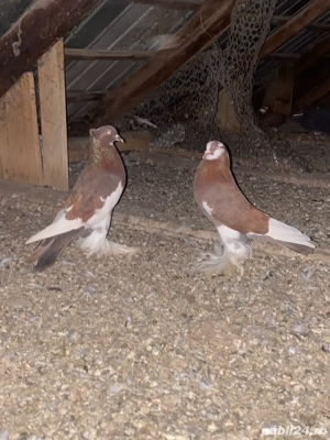 vand sau schimb porumbei incaltati  - imagine 2