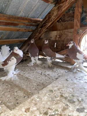 vand sau schimb porumbei incaltati  - imagine 5