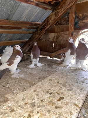 vand sau schimb porumbei incaltati  - imagine 4