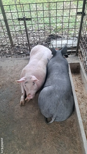 Vând porci de carne 100-120 kg Pietrain si Landrace si purcei - imagine 3
