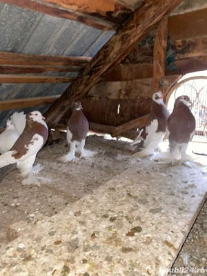 vand sau schimb porumbei incaltati  - imagine 3