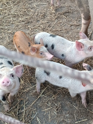 Vând purcei de diferite mărimi 