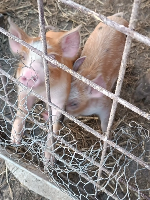 Vând purcei de diferite mărimi  - imagine 2