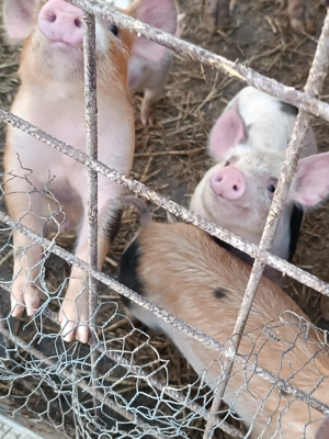 Vând purcei de diferite mărimi  - imagine 3