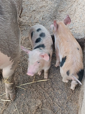 Vând purcei de diferite mărimi  - imagine 4