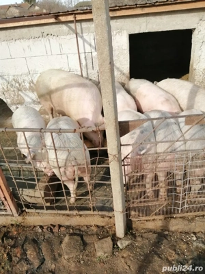 porci de vanzare  - imagine 5