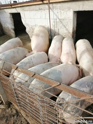 porci de vanzare  - imagine 2