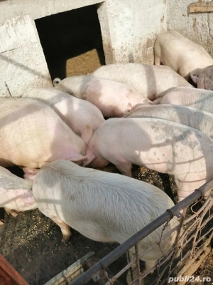 porci de vanzare  - imagine 3