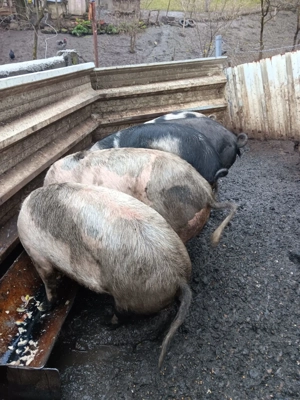 Vând porc 12 lei kg ! 