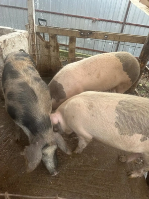 Vand porci 14 lei kg