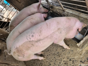 vand porci - imagine 2