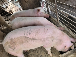 vand porci - imagine 3