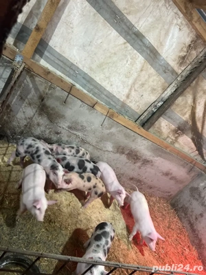 Purcei de vanzare !  - imagine 2