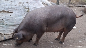 scroafa durok cu purcei de vânzare  - imagine 5