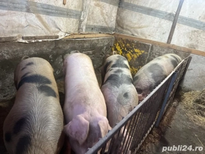porci de vanzare  - imagine 2