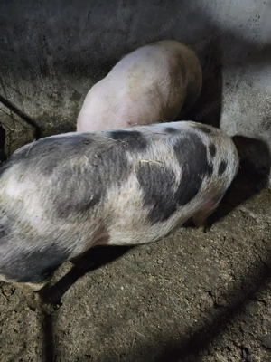 Vând porci Duroc și Petrean cu duroc 