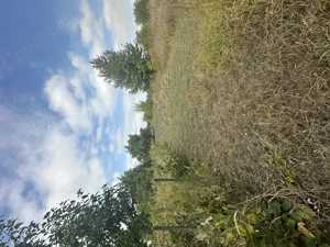 Teren intravilan de vanzare - 1655mp - Aroneanu - Iasi